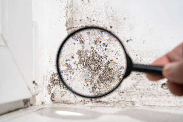 Why You Should Choose Our Mold Remediation Services in Montclair, CA